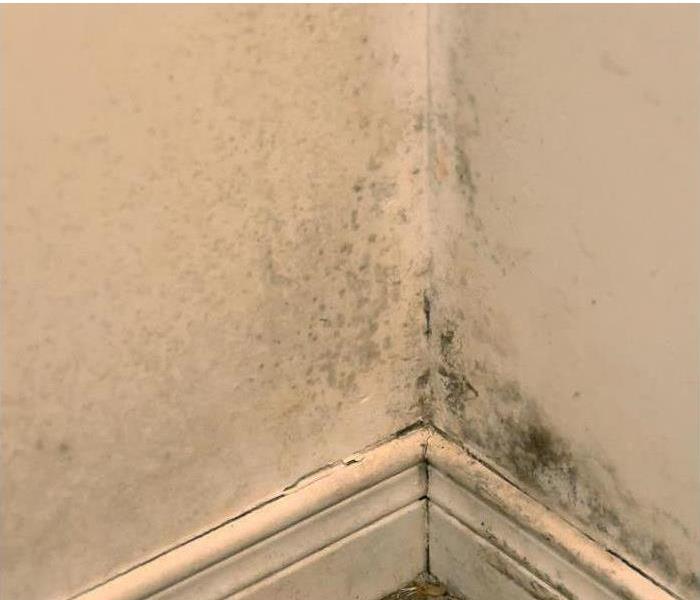 mold growign in corner of wall